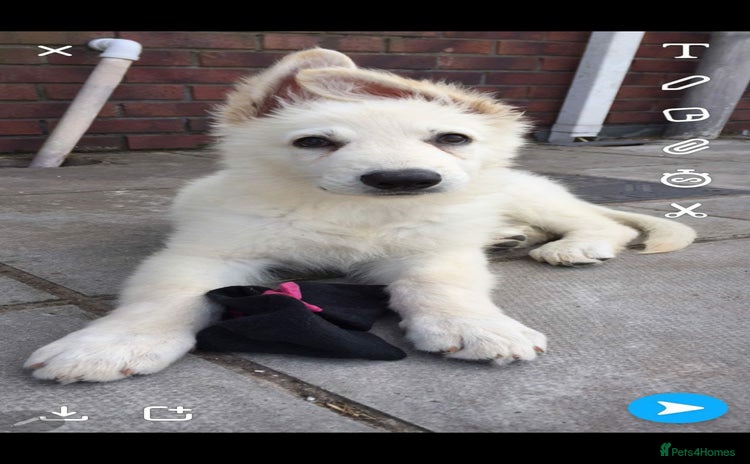 German Shepherd dogs Stunning White German Shepherds   - Advert 1