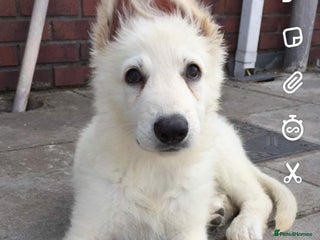 German Shepherd dogs Stunning White German Shepherds - Advert 1