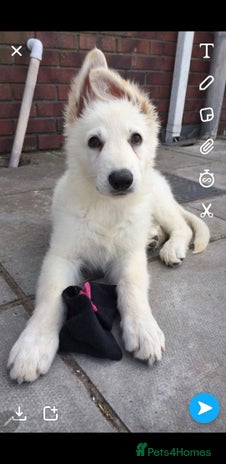 German Shepherd dogs Stunning White German Shepherds - Advert 3