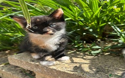 British Shorthair cats for sale: Female Ginger, Calico and Black and White - Image 6