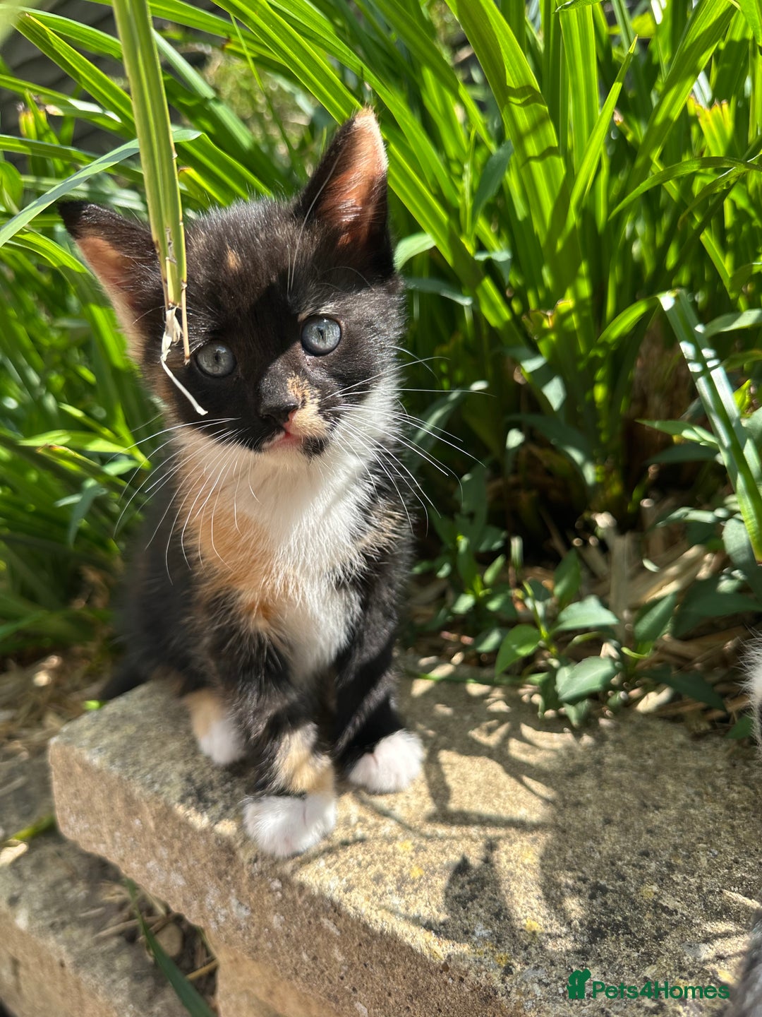 British Shorthair cats for sale: Female Ginger, Calico and Black and White - Image 6