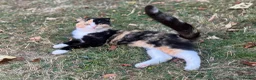 Mixed Breed cats for sale: Kitten for sale - Advert 2