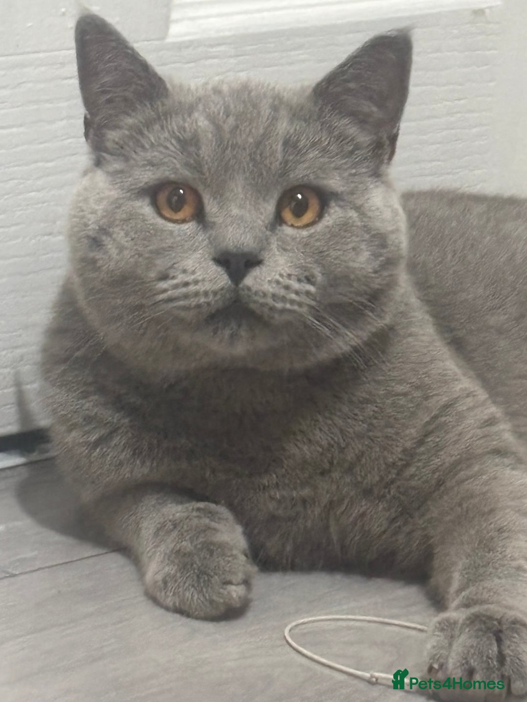 British Shorthair cats for sale: 1 year old British short hair boy - Image 4