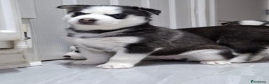 Siberian Husky Puppy 1