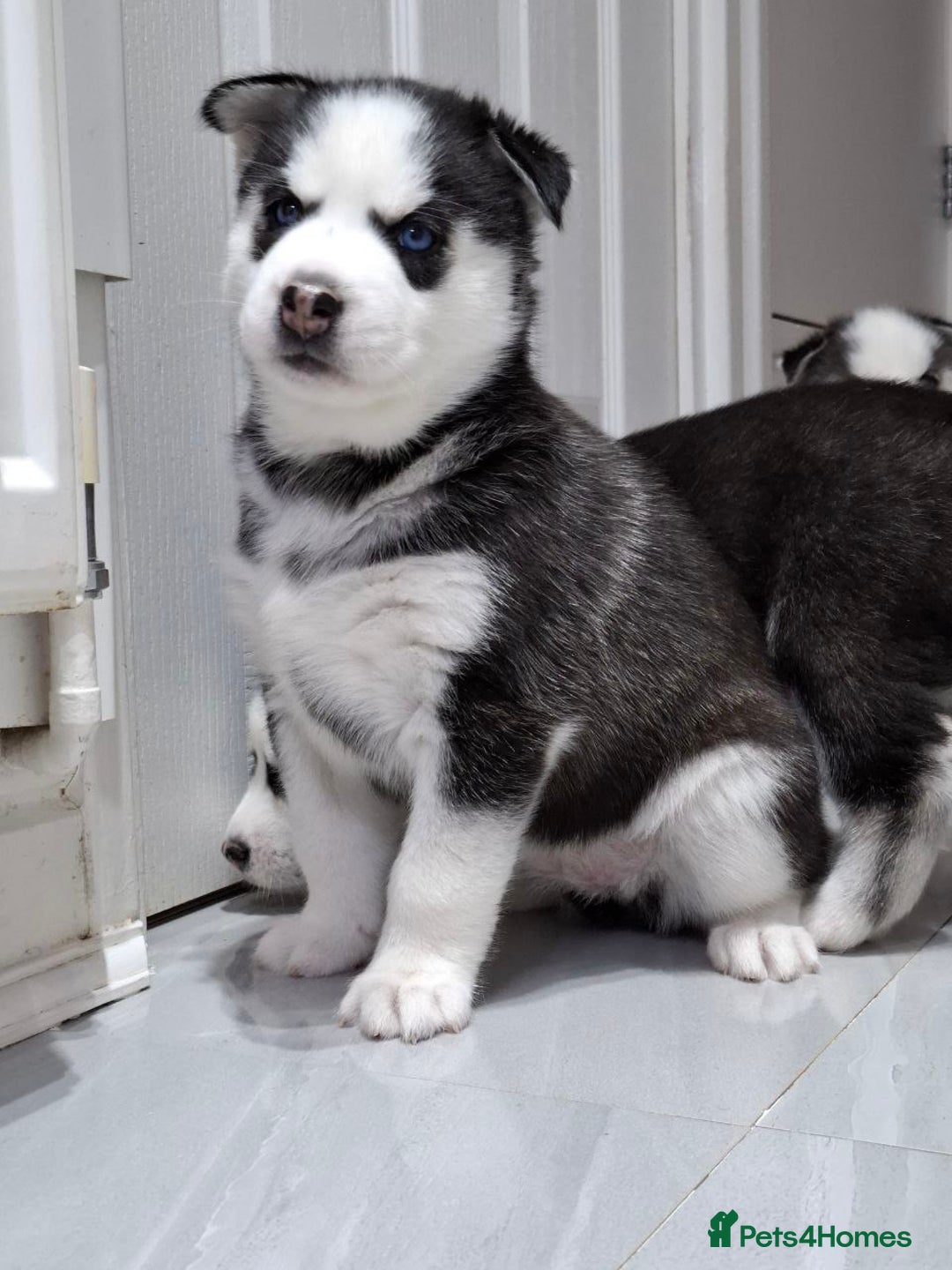 Siberian Husky dogs for sale: Siberian Huskies 1 Male 4 Female - Advert 4