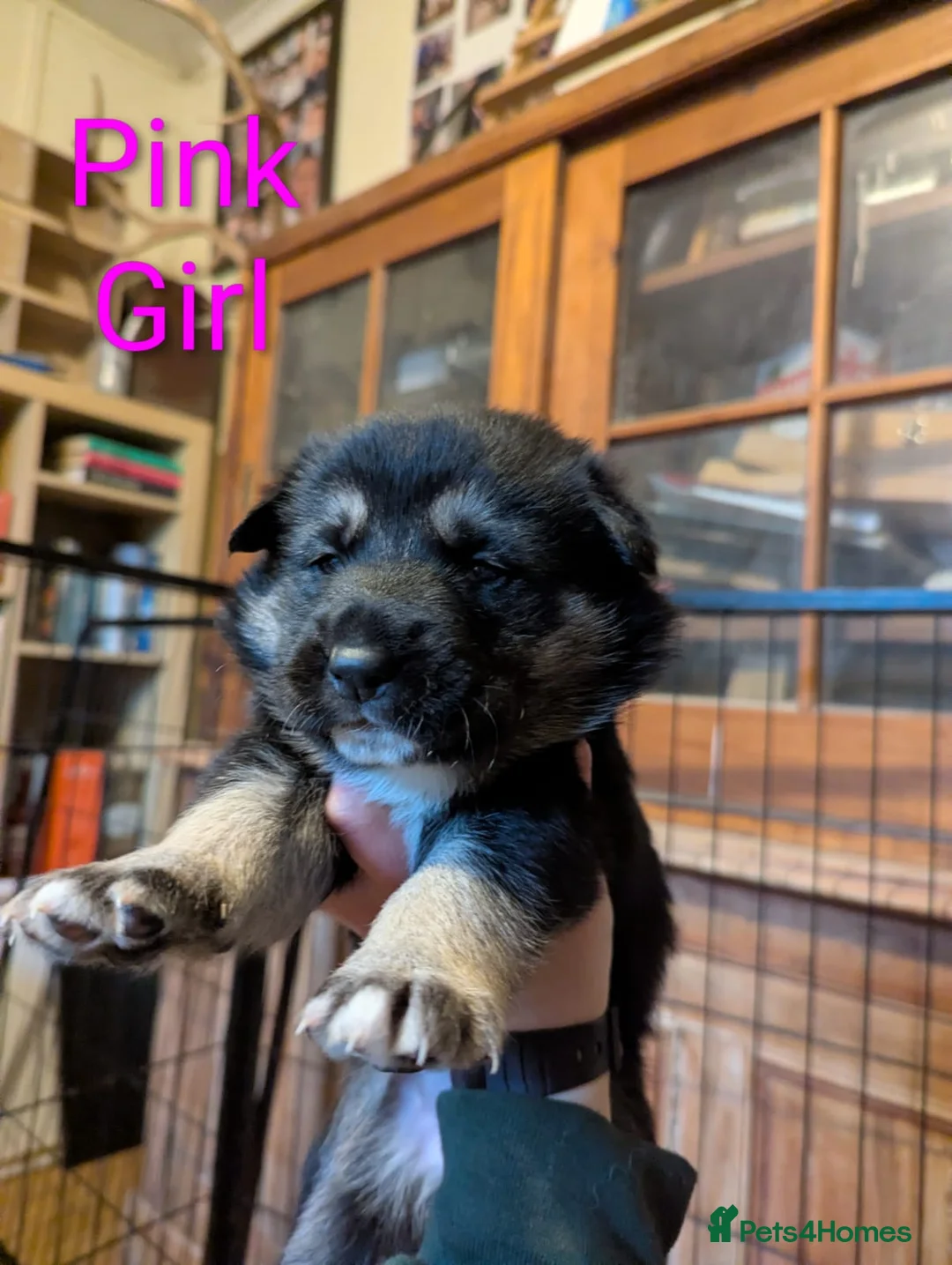 Mixed Breed dogs for sale: Alaskan Malamute x German Sheperd Puppies - Advert 1