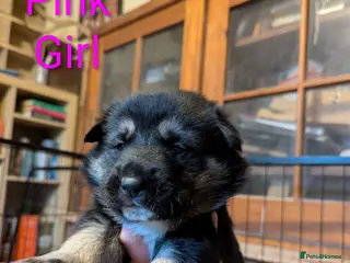 Mixed Breed dogs Alaskan Malamute x German Sheperd Puppies - Advert 1