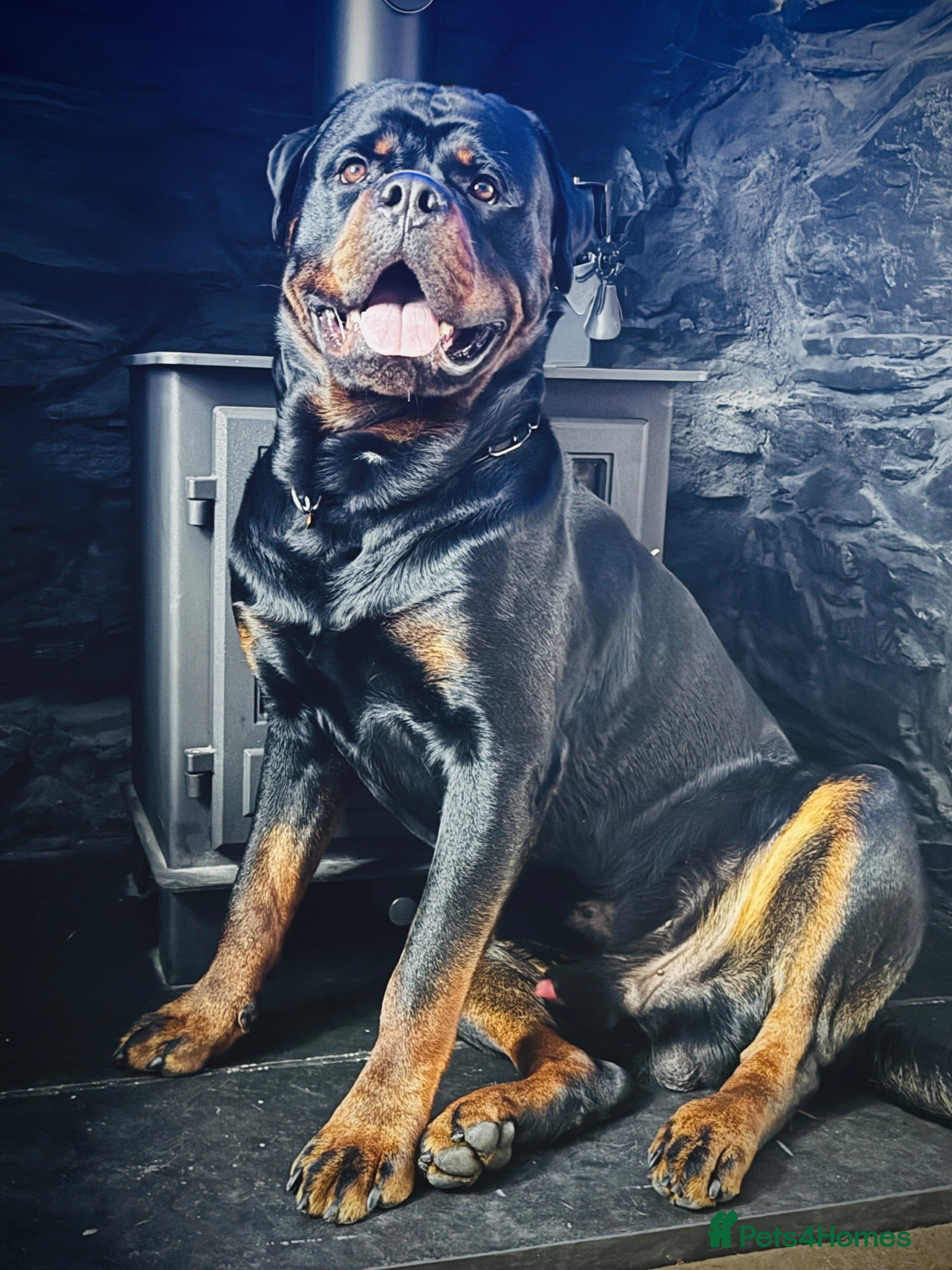 Rottweiler dogs Alfie  - Advert 2