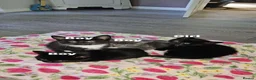 Mixed Breed cats for sale: Kittens ready for there forever homes  - Advert 6