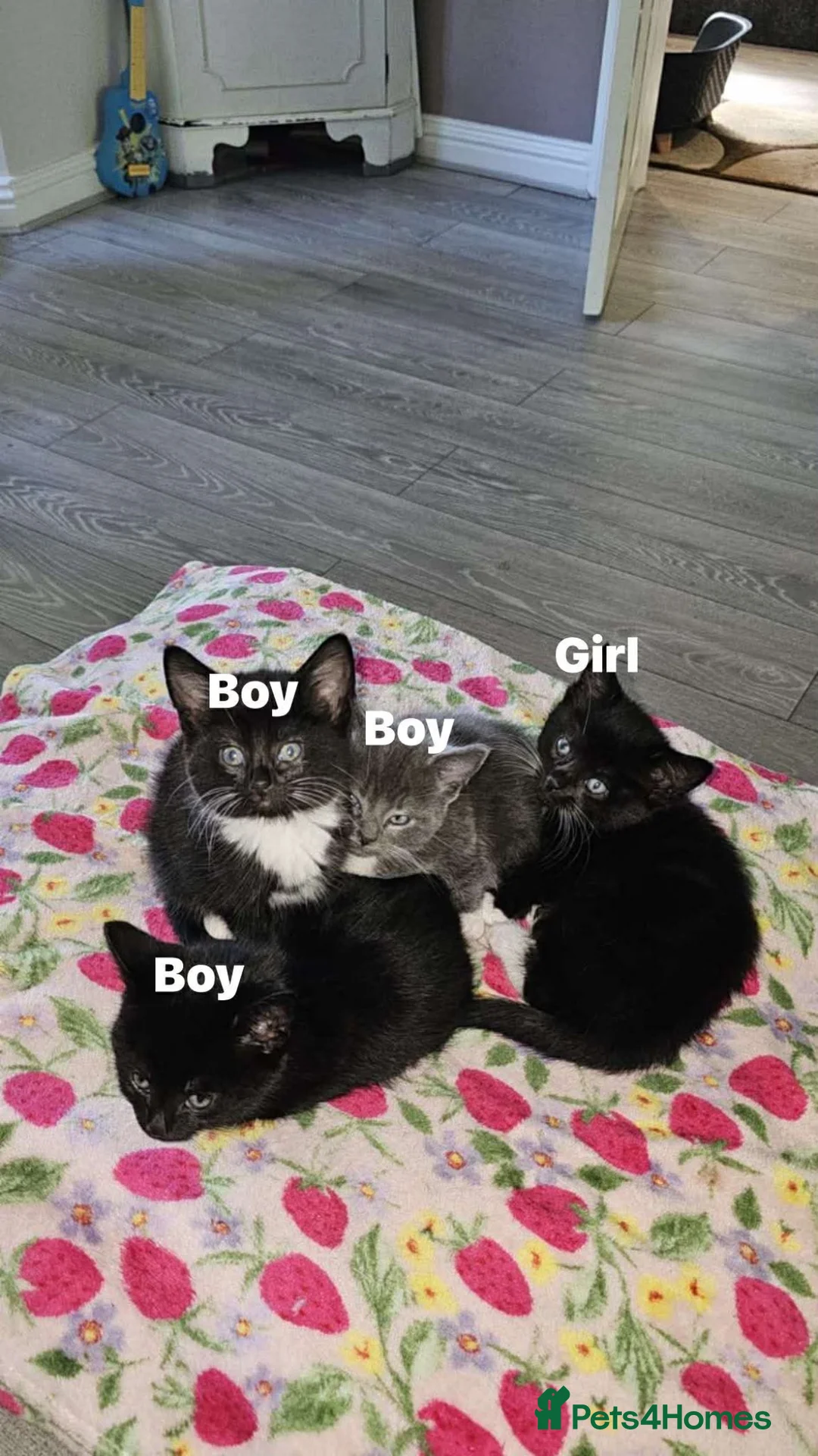 Mixed Breed cats for sale: Kittens ready for there forever homes  - Advert 6