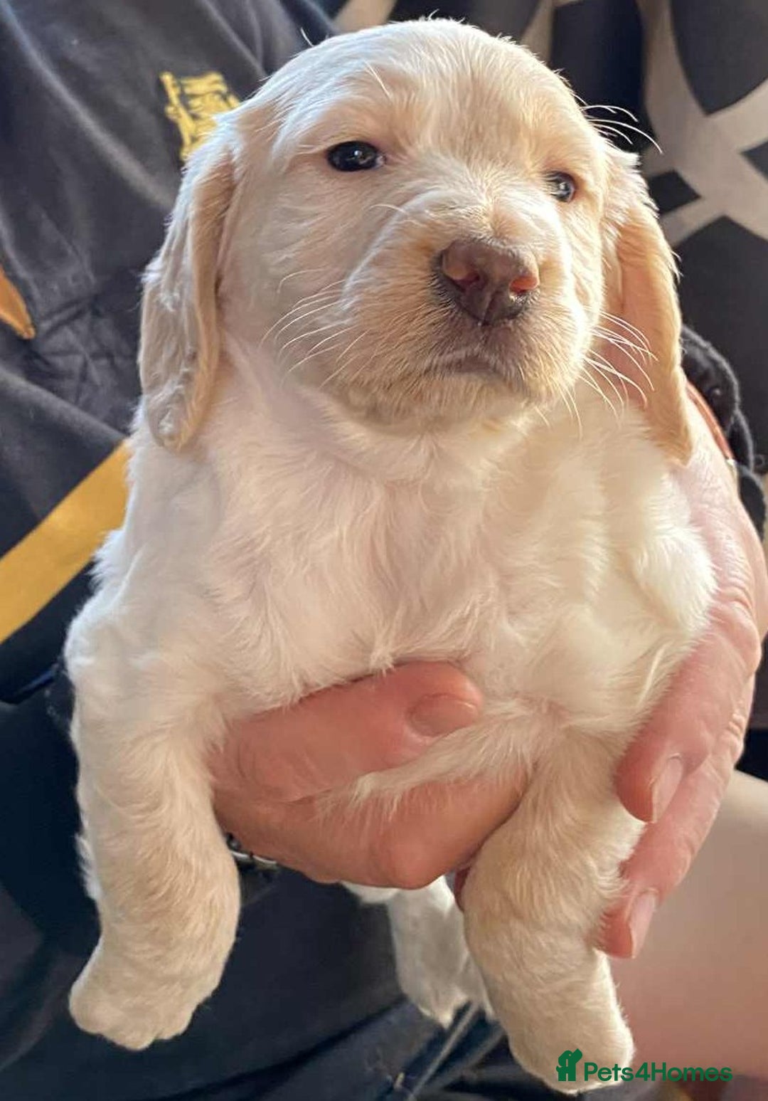 Cocker Spaniel dogs for sale: Amazing Chunky Working Cocker spaniel Puppies - Image 10