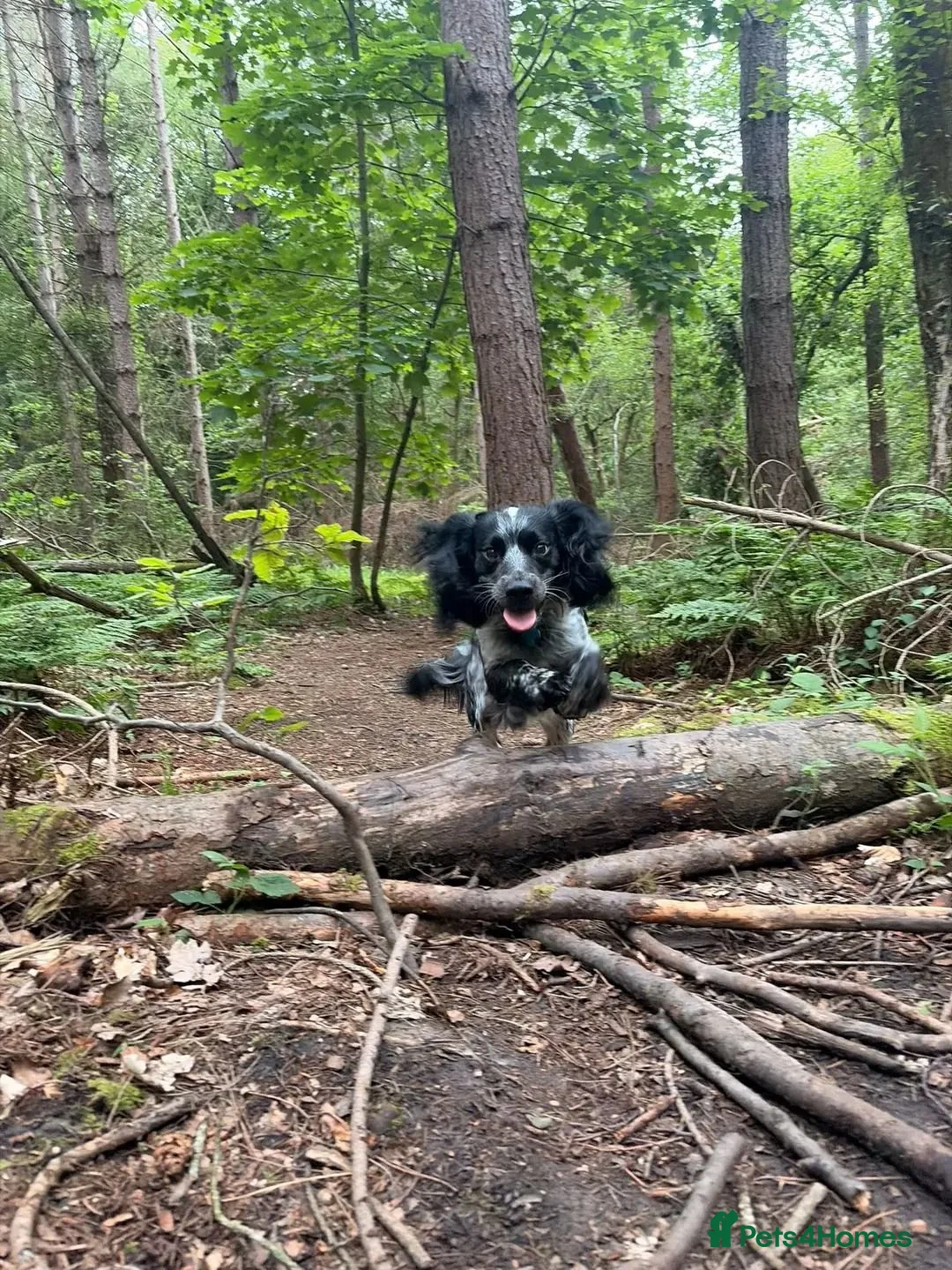 Sprocker dogs for stud: Blue roan Sprocker male for stud - Advert 1