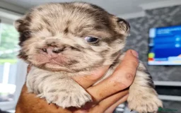 French Bulldog dogs for stud: New shade fluffy merle  in Sheffield - Image 15