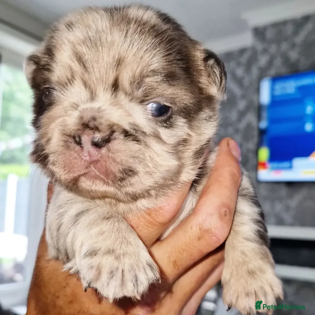 French Bulldog dogs for stud: New shade fluffy merle  in Sheffield - Advert 15
