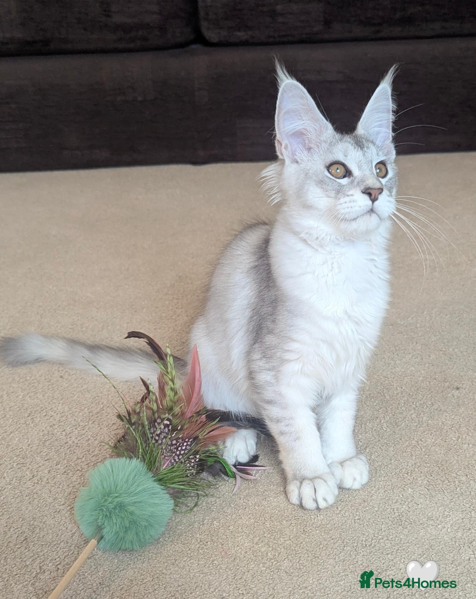 Maine Coon cats Ticked & Shaded Registered Kittens  - Advert 1