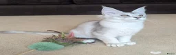 Maine Coon cats for sale: Ticked & Shaded Registered Kittens  - Advert 1