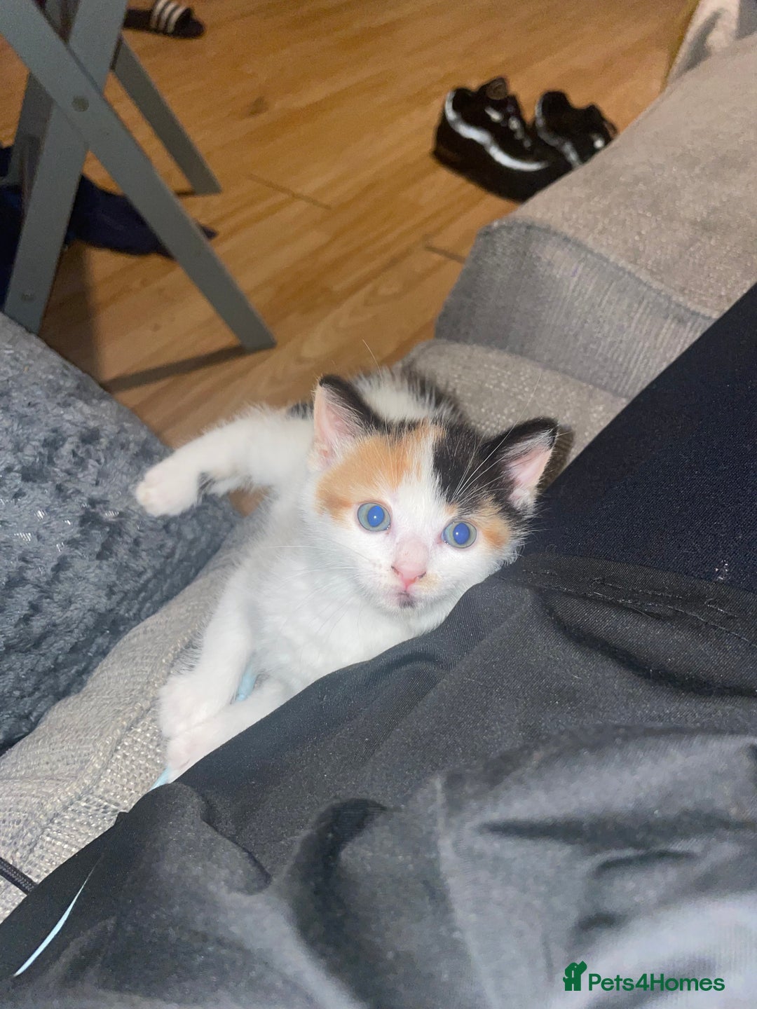 Mixed Breed cats for sale: 2 girl - Advert 4