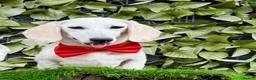 Miniature Dachshund dogs for sale: Pure White GHOST dachshunds - Advert 12