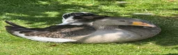 Geese poultry for sale: Greylag geese looking for new home in Immingham - Advert 1