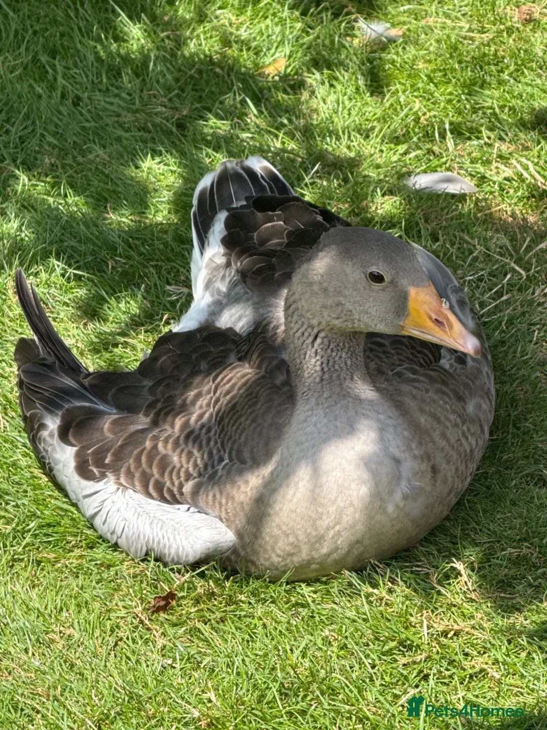 Geese poultry for sale: Greylag geese looking for new home in Immingham - Advert 1