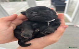 Pug dogs for sale: Beautiful Pug puppies - Image 8