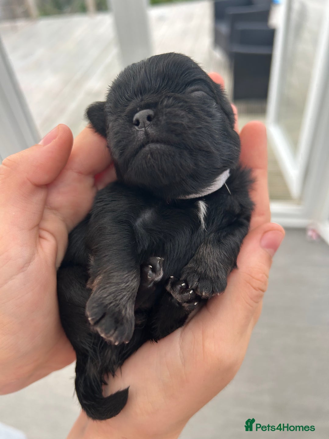 Pug dogs for sale: Beautiful Pug puppies - Image 8