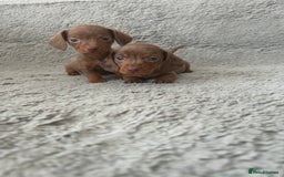 Dachshund dogs for sale: Beautiful dachshund puppies  - Image 14