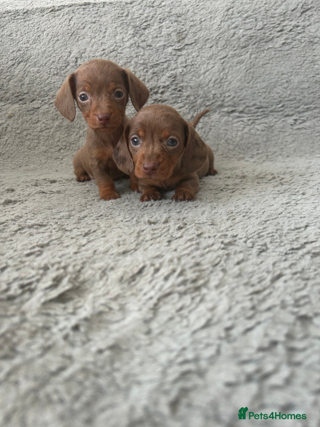 Dachshund dogs for sale: Beautiful dachshund puppies  - Image 14