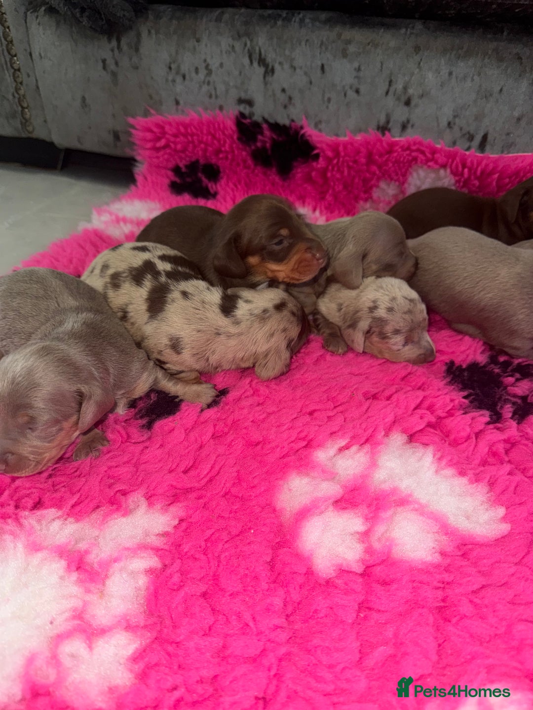 Miniature Dachshund dogs for sale: Outstanding True To Type Miniature Dachshunds - Advert 4