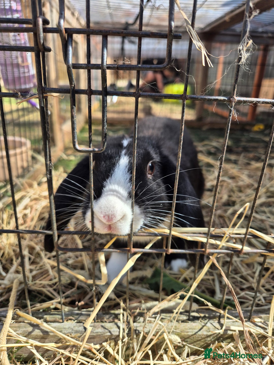 English Lop rabbits for sale: Female rabbit - Image 1