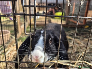 English Lop rabbits - Advert 10