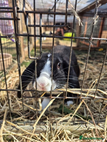 English Lop rabbits - Advert 3