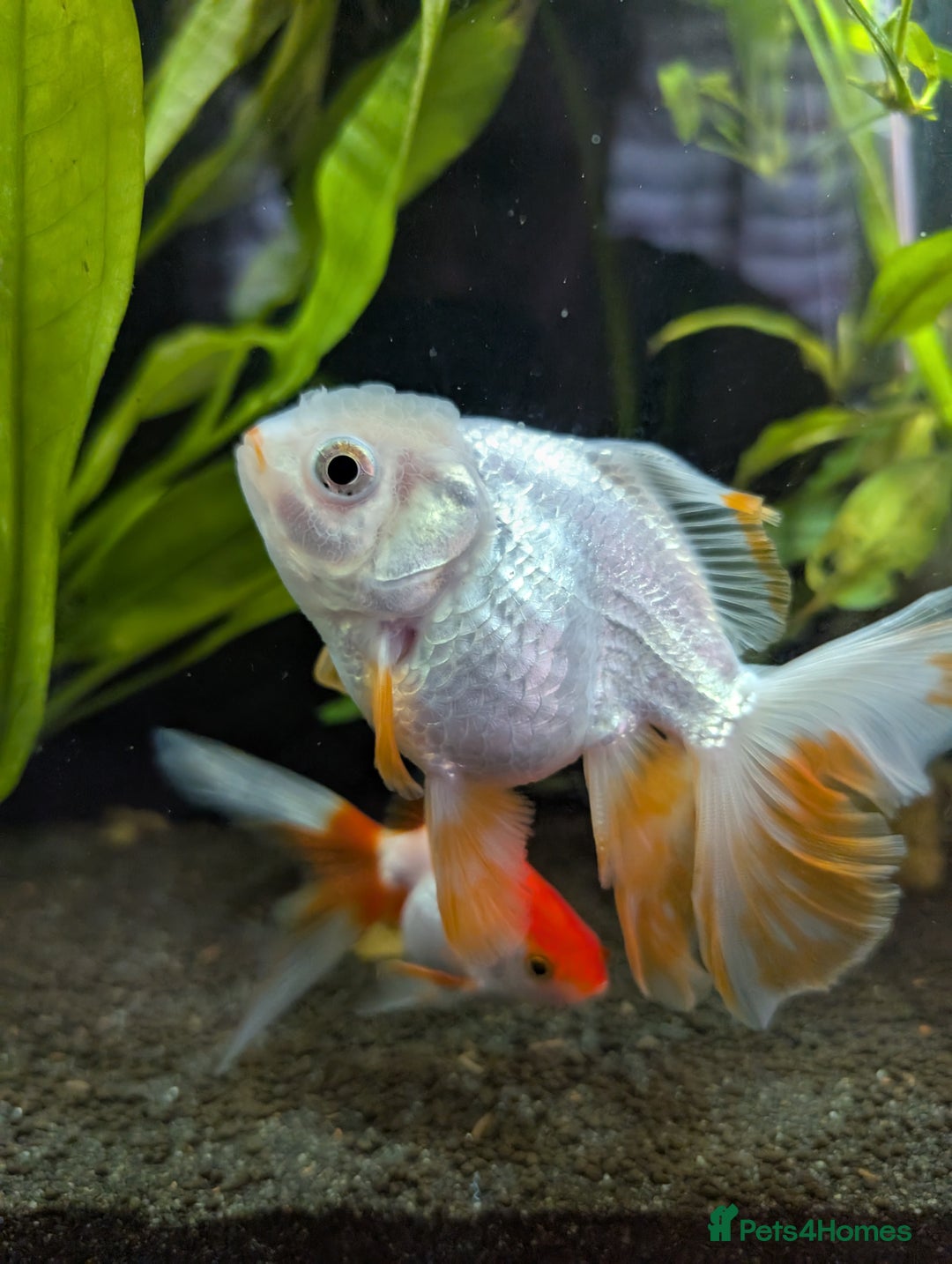 Fancy Goldfish fish for sale: Ryukin gold fish and mixed gold fish - Image 6