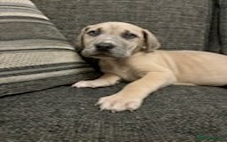 Mixed Breed dogs for sale: Mastiff x Great Dane  - Advert 7