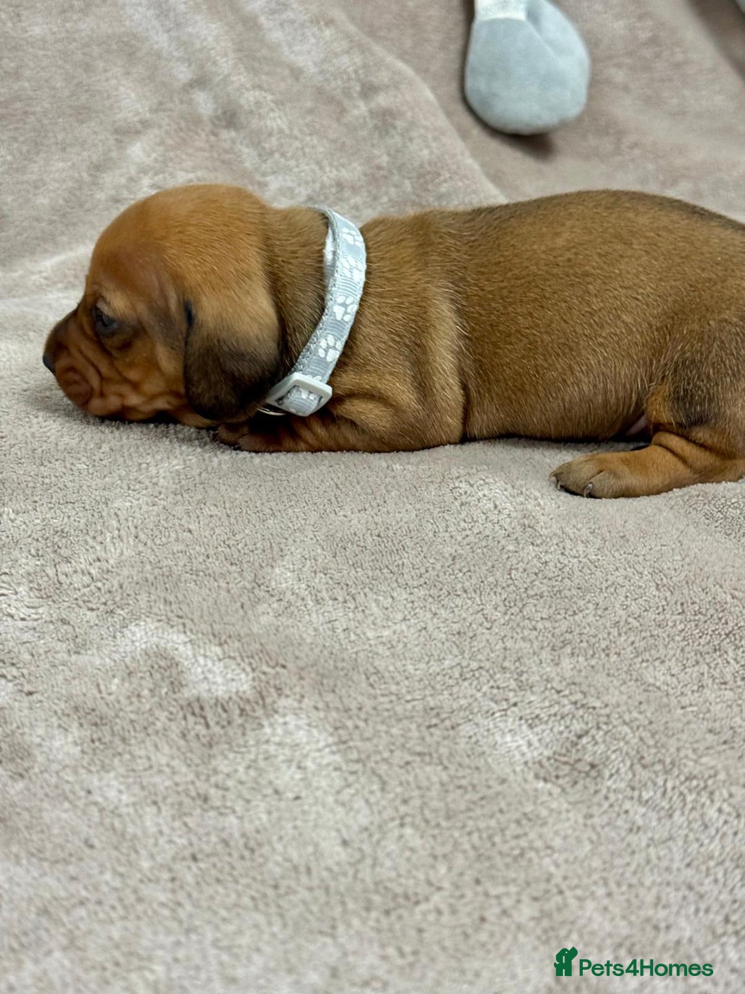 Miniature Dachshund dogs for sale: Beautiful miniature dachshund litter - Advert 12