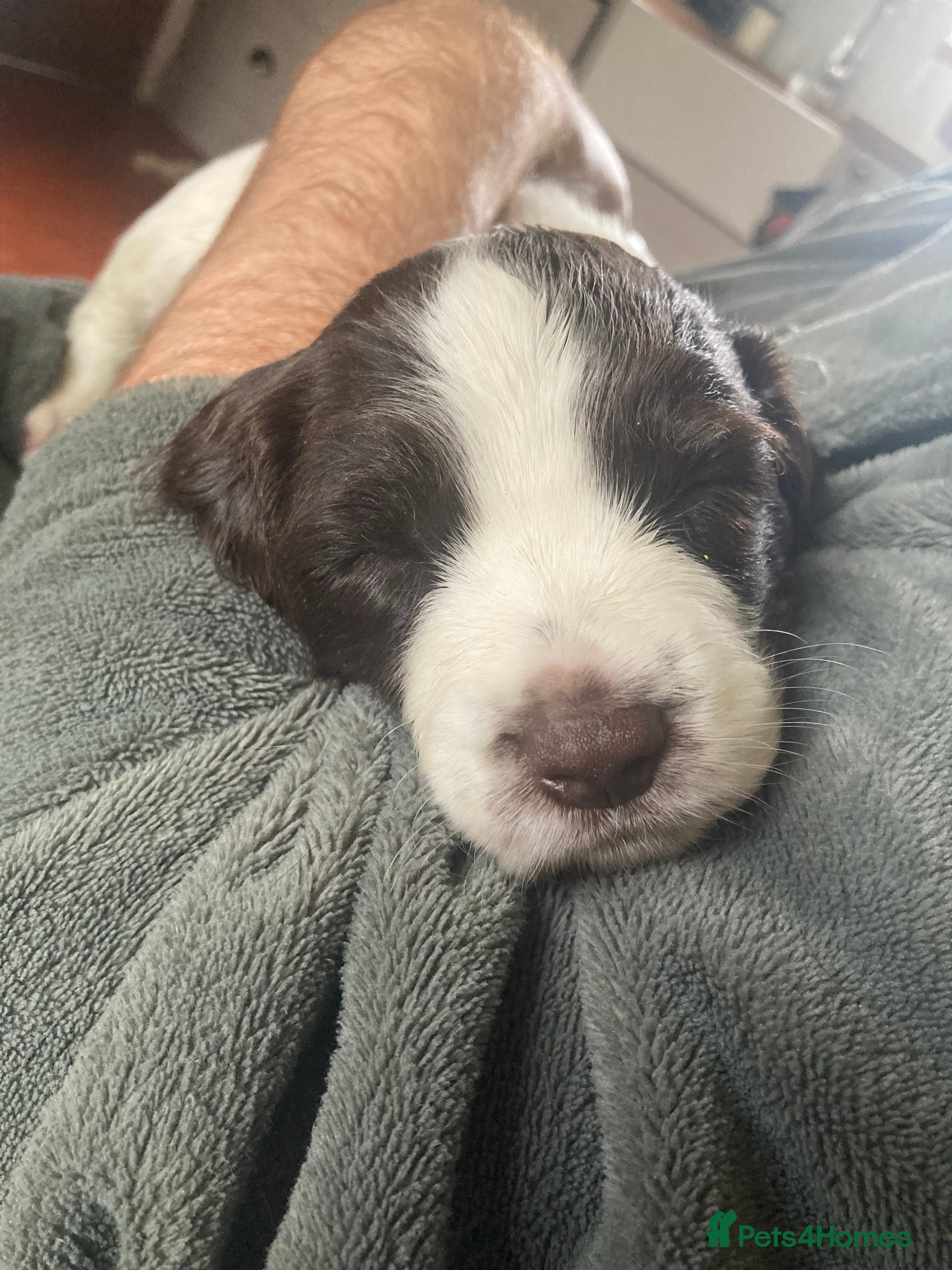 Sprocker dogs Springer X Sprocker puppies - Advert 1