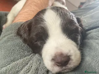 Sprocker dogs Springer X Sprocker puppies - Advert 1