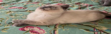British Shorthair 5 blue colourpoint girl