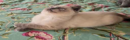 British Shorthair cats for sale: British shorthair kittens from 2 litter - Advert 14