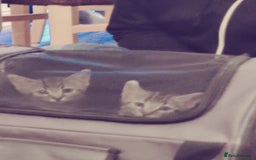 Mixed Breed cats for sale: 2 kittens for sale  - Image 6