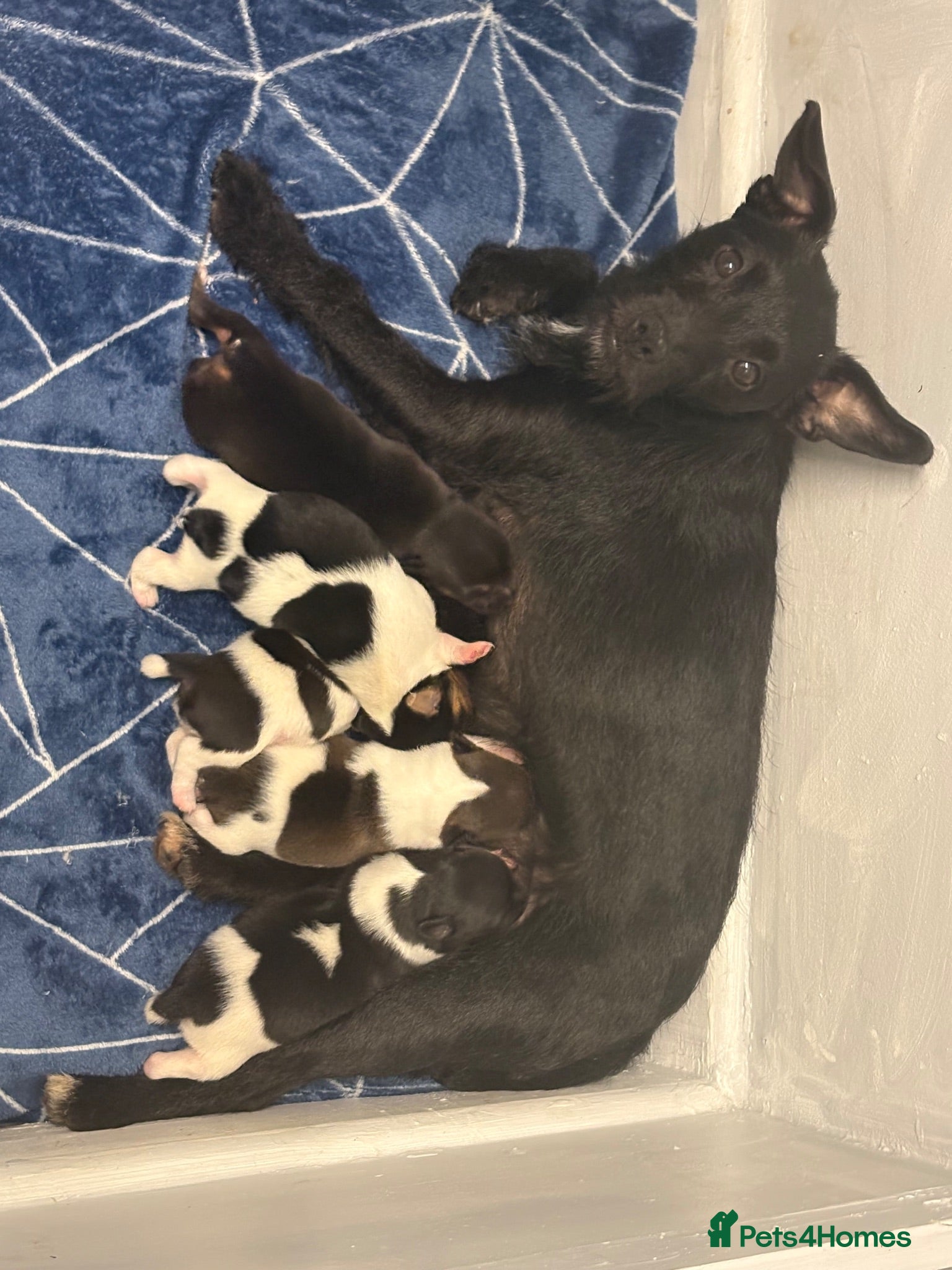 Mixed Breed dogs 3/4 Jack Russell 1/4 patterdale  - Advert 5