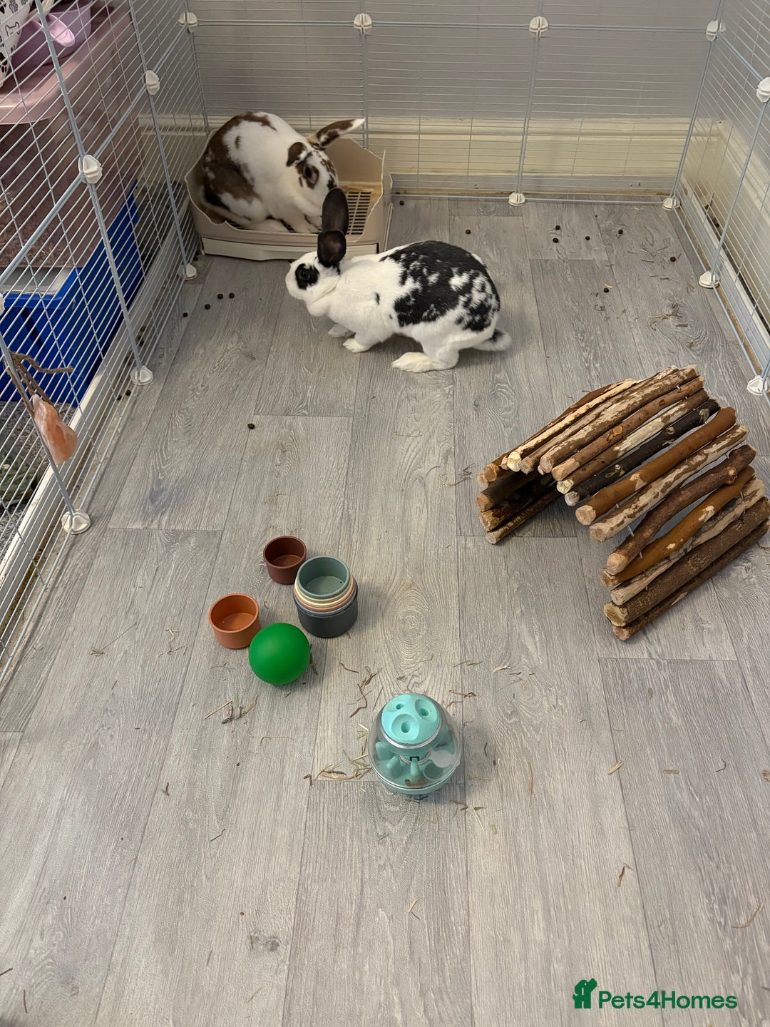Mixed Breed rabbits for sale: 2 x bonded female rabbits - Advert 6