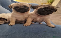 Pug dogs for sale: Puggies for sale - Image 4