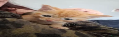 Ginger female 