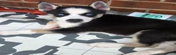 Huskita dogs for sale: Puppies for sale - Advert 11