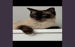 Mixed Breed cats for sale: Ragdoll x BSH male kitten - Image 3