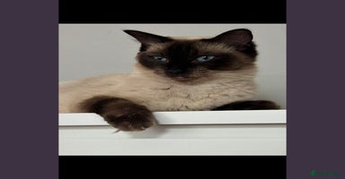 Mixed Breed cats - Advert 13