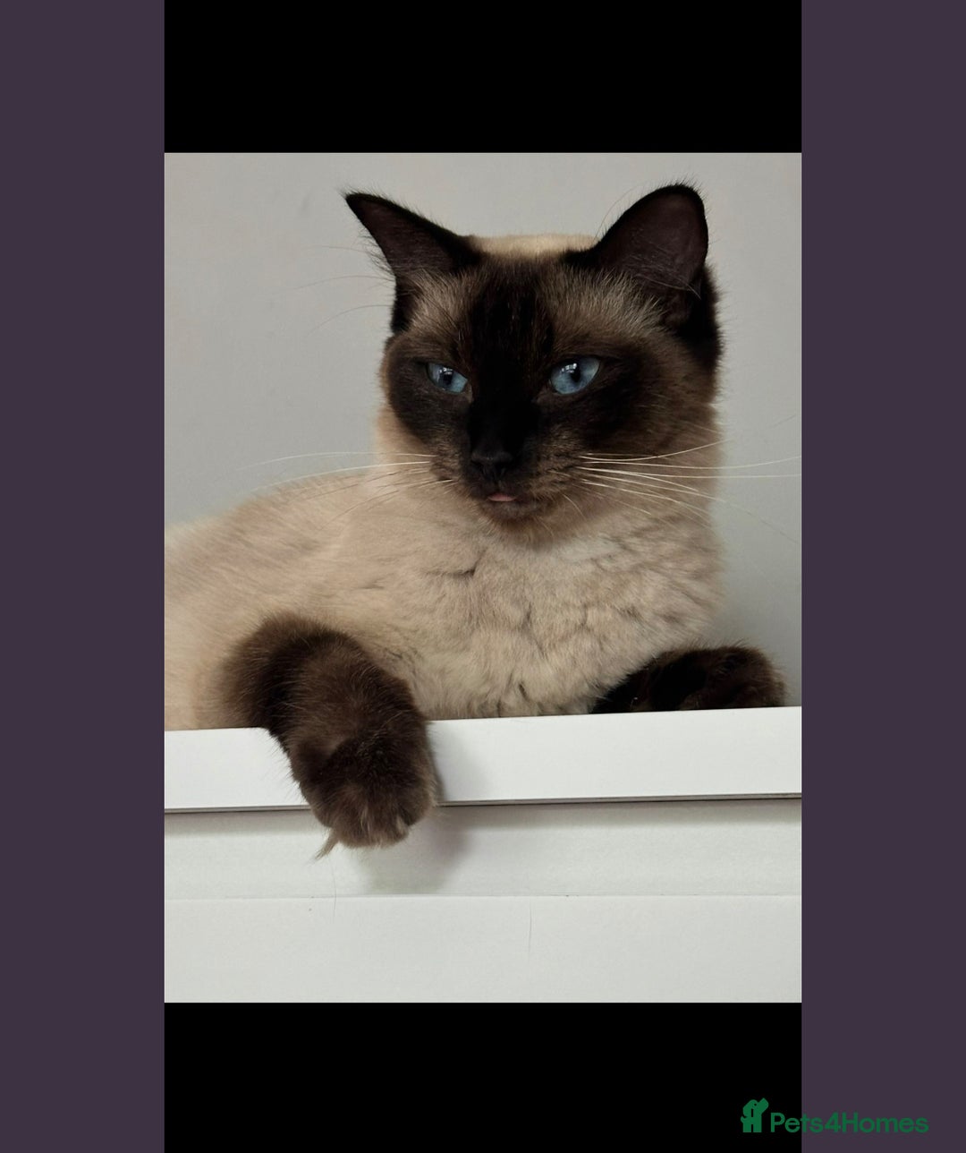 Mixed Breed cats for sale: Ragdoll x BSH male kitten - Image 3
