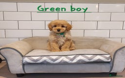 Cavachon dogs for sale: Cavapoochon’s boy and girl - Advert 7