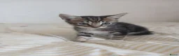 Mixed Breed cats for sale: Tuxedo/Tabby kittens 8 weeks old - Advert 6